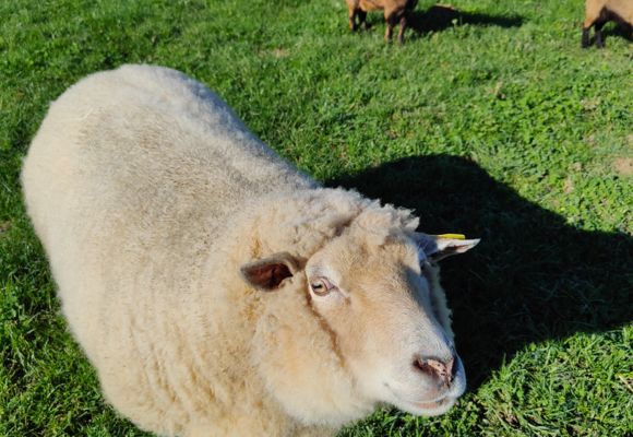 La Ferme des Utopies_L'Isle-Jourdain