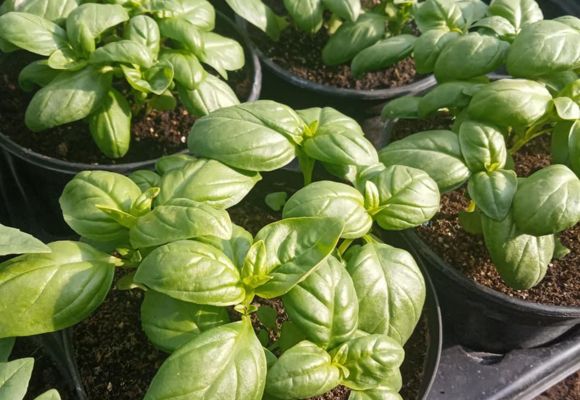 Potager de la Musiquette_Beaumont-de-Lomagne