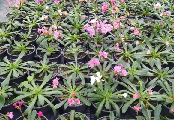 Potager de la Musiquette_Beaumont-de-Lomagne