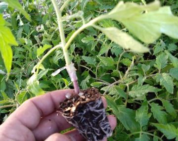 Potager de la Musiquette