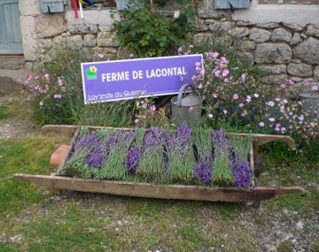 Ferme de Lacontal - Lavande du Quercy 