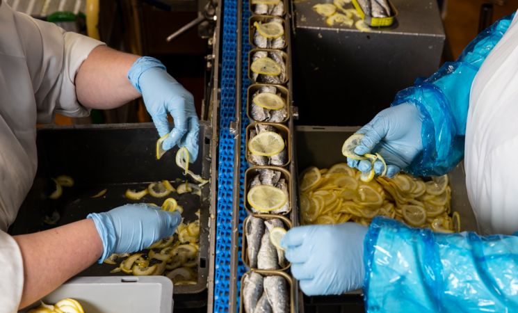 Atelier de fabrication, mise en boîte des sardines la belle-iloise, conserverie à Lorient Bretagne Sud (Morbihan, 56)