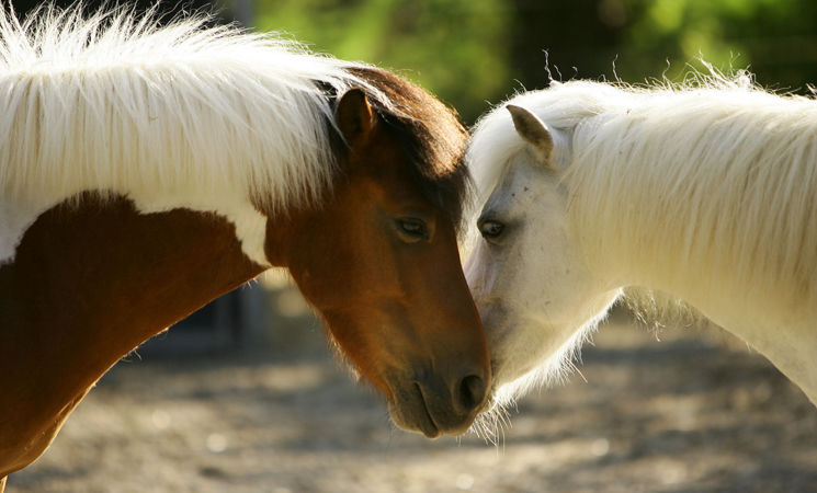 Centre Equestre de Quéven, des poneys et chevaux équilibrés et heureux (Morbihan 56)