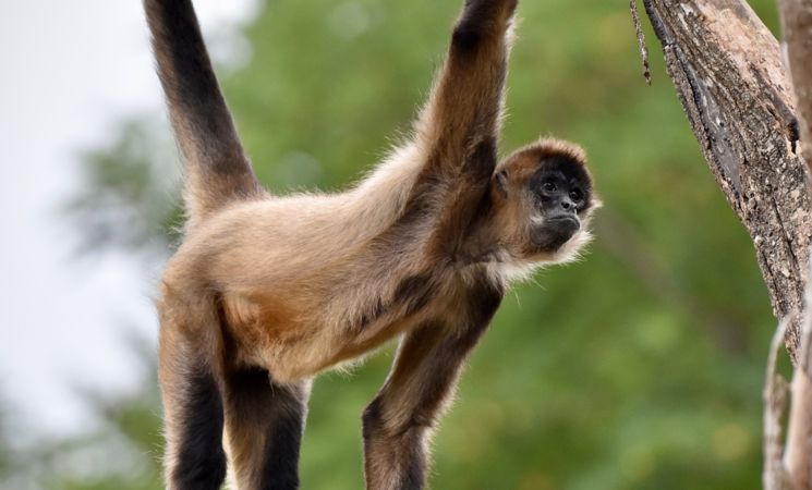 Découvrez les variétés de singes durant votre visite du parc animalier Les Terres de Nataé, à Pont-Scorff, tout près de Lorient -Morbihan, 56) en Bretagne Sud.
