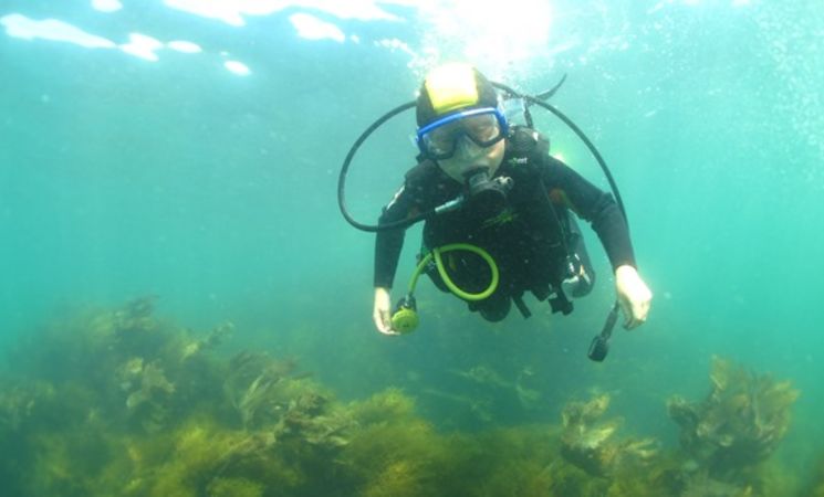 Découvrir la faune et la flore sous-marines avec Kerguelen Sports Océan - Plongée à Larmor Plage, proche Lorient Bretagne Sud (Morbihan, 56)