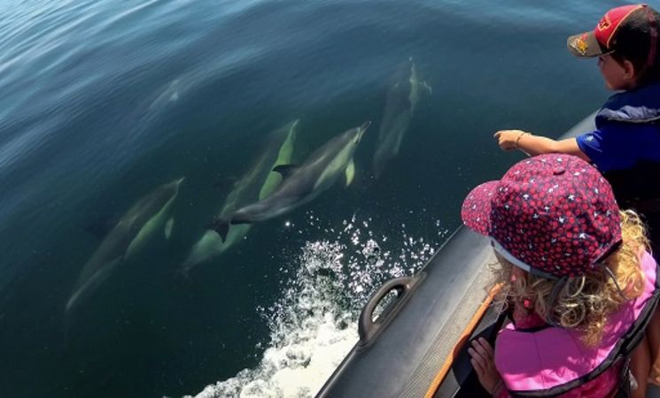 Faites une balade avec dauphins et cétacés grace à Lorient Passion Pêche à Port-Louis, proche Lorient Bretagne Sud (Morbihan, 56)