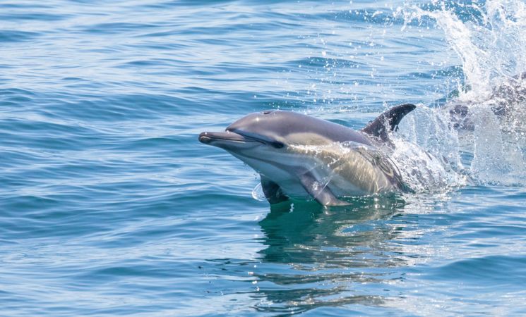 Faune Océan, sortie nature au large de la Bretagne Sud à la découverte des différentes espèces de dauphins qui peuplent nos côtes (Morbihan, 56)