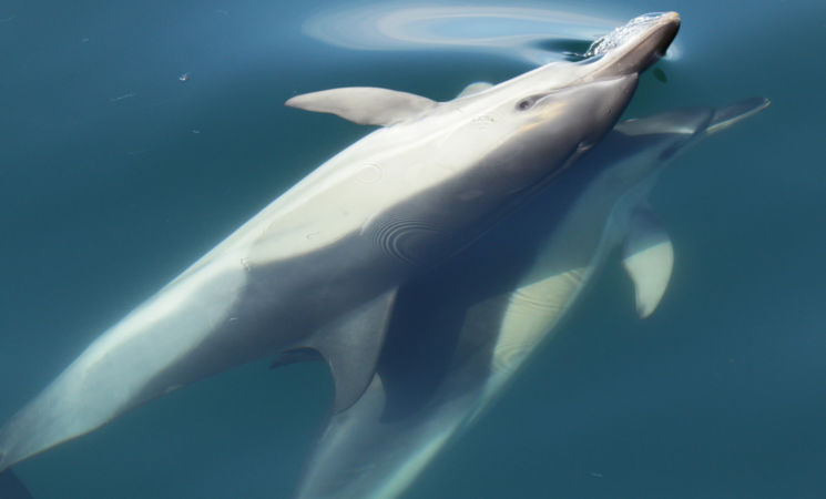 Faune Océan, sorties en mer au large du Golfe du Morbihan et du Sud Finistère, observation des oiseaux et dauphins (Morbihan, 56)