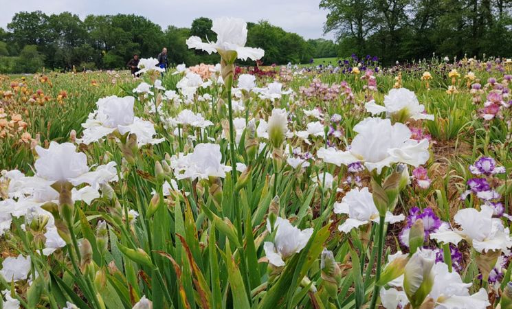 fleurs-blanches-ardin-iris-plantation-fleurs-bubry-lorient-bretagne-sud-morbihan-cath-le-bail-lbst-18632