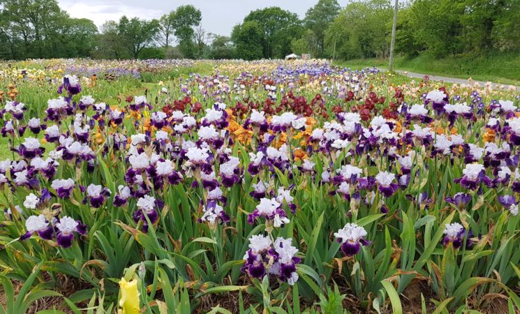 fleurs-jardin-iris-plantation-fleurs-bubry-lorient-bretagne-sud-morbihan-cath-le-bail-lbst-18635