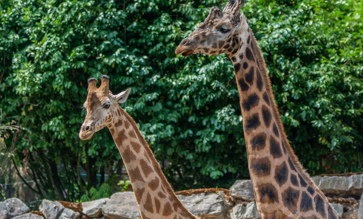 girafe-cr-dit-julien-dujardin-18559