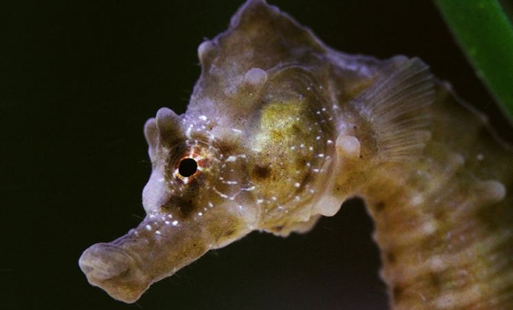 Hippocampe dans un des 50 aquariums de l’AQUASHOW à Audierne, proche de Lorient Bretagne Sud (Finistère, 29)