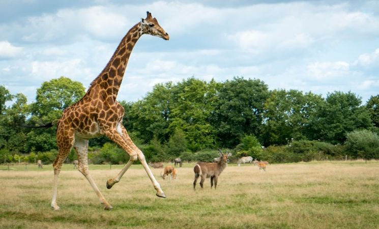 Les girafes de la pleine africaine du Parc animalier et botanique & Parcabout® de Branféré à Le Guerno, proche Lorient Bretagne Sud (Morbihan, 56)