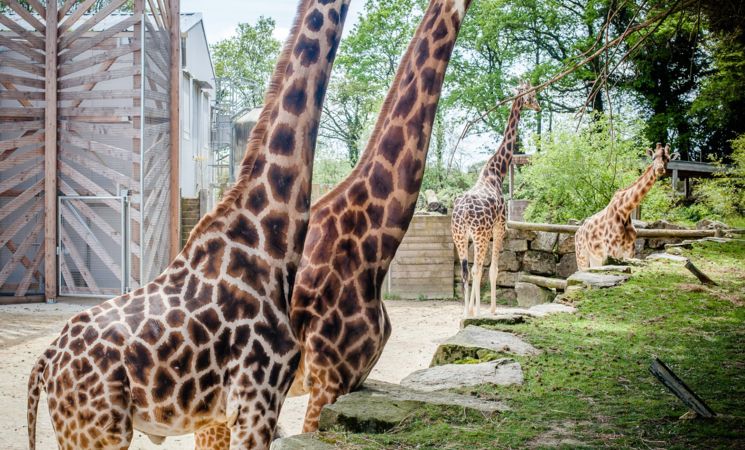 Les girafes du Parc animalier et botanique & Parcabout® de Branféré à Le Guerno, proche Lorient Bretagne Sud (Morbihan, 56)