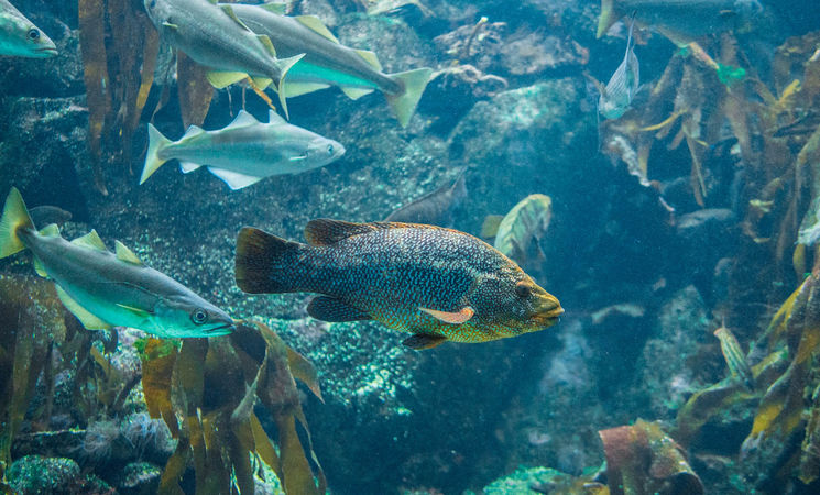 aquarium Morbihan ; loisirs Bretagne ; Groix