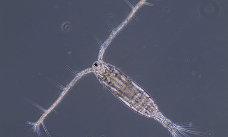 organisme vivant microscopique plancton (morbihan, 56)