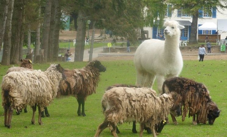 Parc Animalier du Quinquis à Clohars-Carnoët en Finistère Sud avec plusieurs variétés d’animaux en liberté dans le parc (Morbihan, 56)