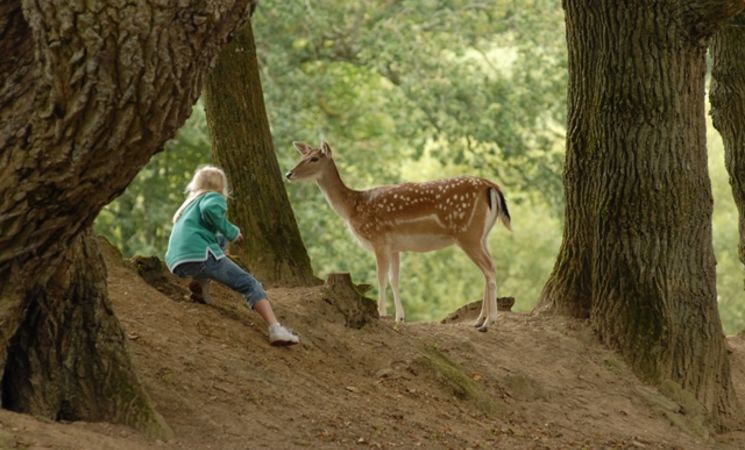 Parc Animalier du Quinquis à Clohars-Carnoët en Finistère Sud où les enfants peuvent interagir avec des animaux en liberté dans le parc (lama, biches, moutons, wallabies…) (Morbihan, 56)