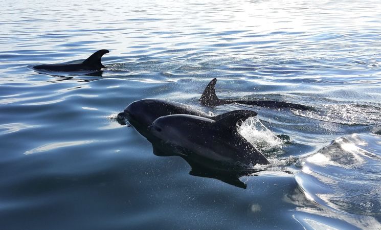 Tours d'îles, observation des dauphins... Doelan (Finistère 29)