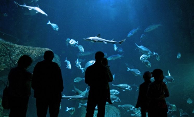 Visite de l’aquarium de l’AQUASHOW à Audierne, proche de Lorient Bretagne Sud (Finistère, 29)