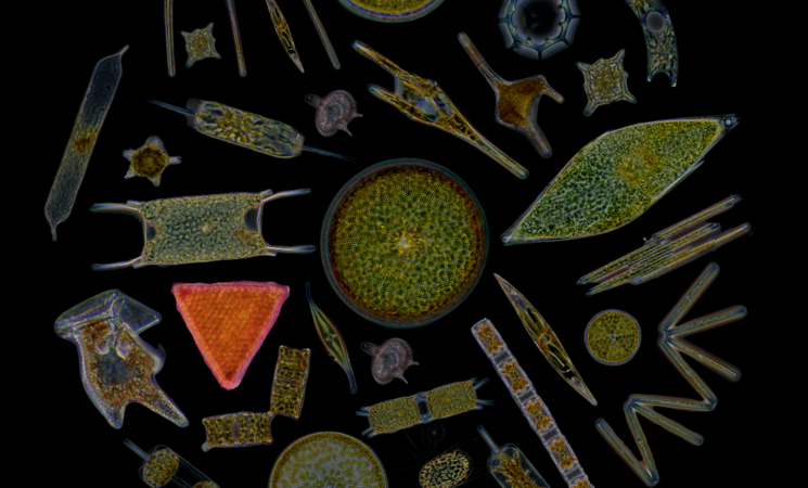 vue microscope plancton micro organismes microscopiques bacille (morbihan, 56)