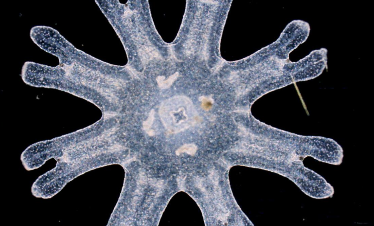 vue microscopique plancton organisme vivant (morbihan, 56)