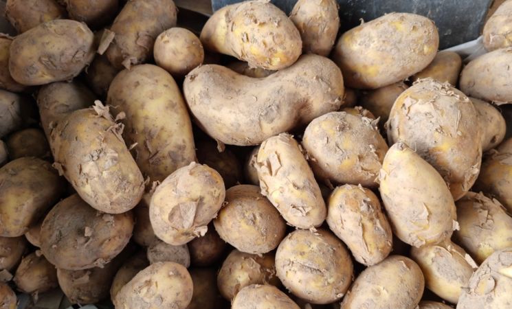 Pommes de terre nouvelles au marché bio