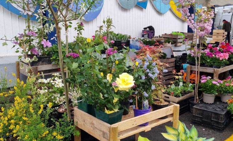 Stand de fleurs et plantes au marché de Merville