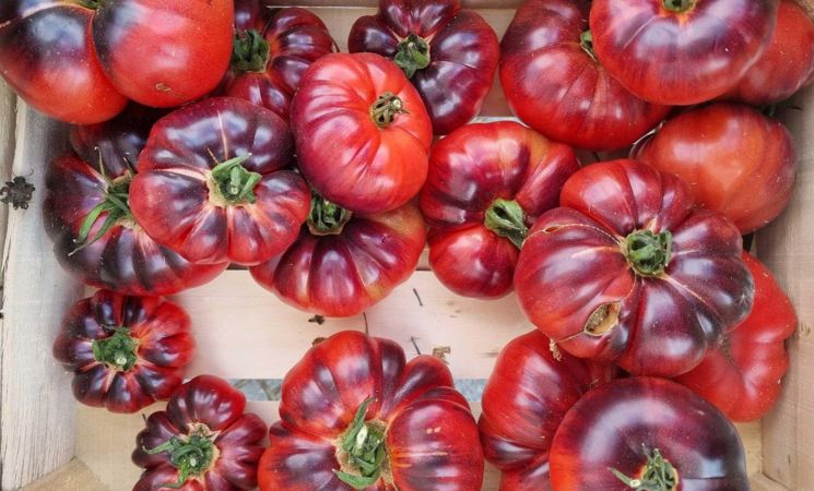 Tomates au marché