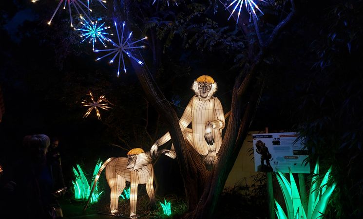 Structures lumineuses de singes au spectacle Les Animaux de Lumière aux Terres de Nataé (Morbihan, 56)