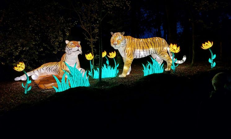 Structures lumineuses de tigres au spectacle Les Animaux de Lumière aux Terres de Nataé (Morbihan, 56)
