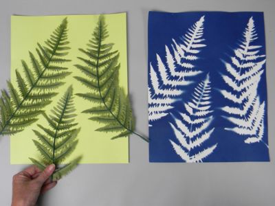 Atelier cyanotype