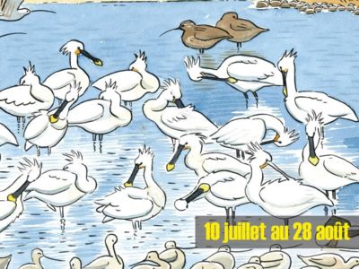 Plumes et humour : dessins naturalistes d’oiseaux à l’aquarelle