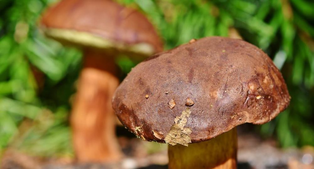 Ateliers des petits curieux : l'automne sous toutes ses coutures_Mirande