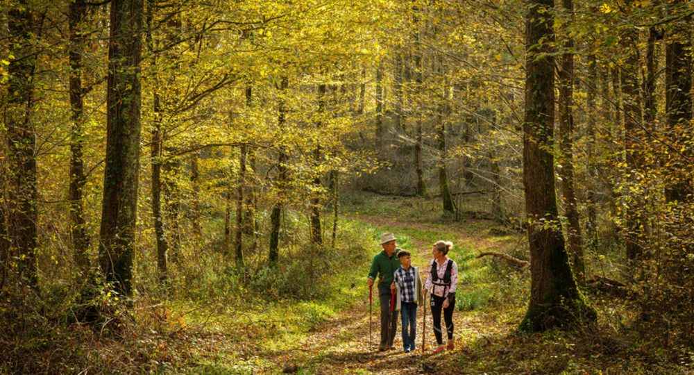 Les nuits des forêts : Le Bois du 
