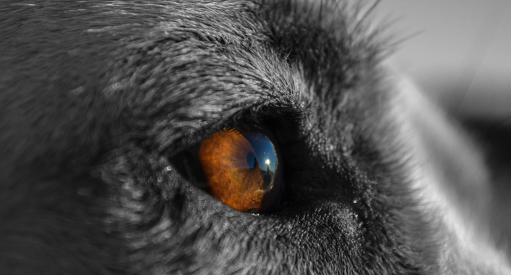 Club des Savoirs : instinct sauvage_Mirande