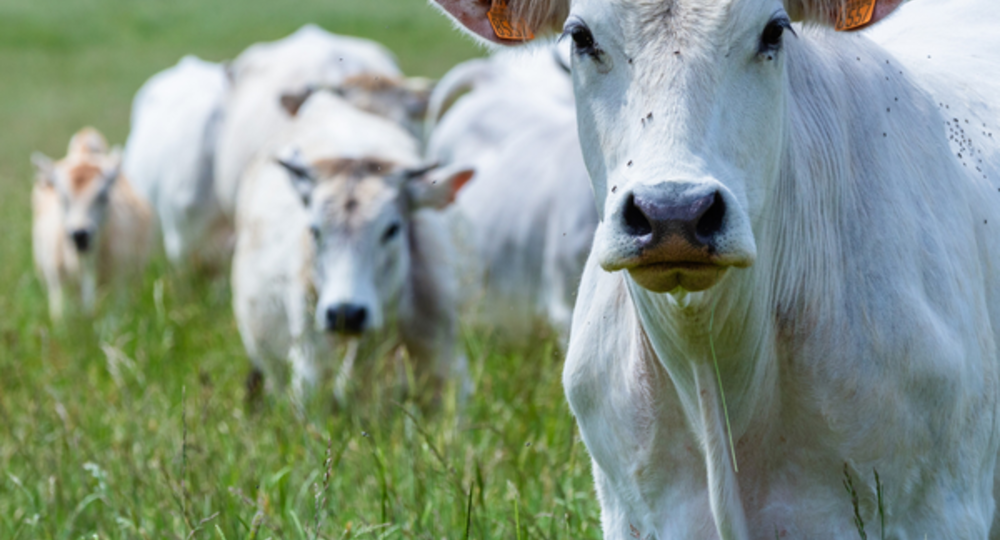 Foire de la Madeleine_Montesquiou