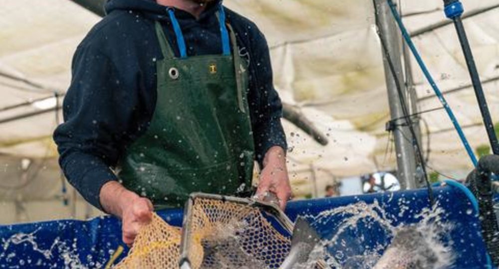Visite de la ferme aquaponique EAUZONS !_Aux-Aussat