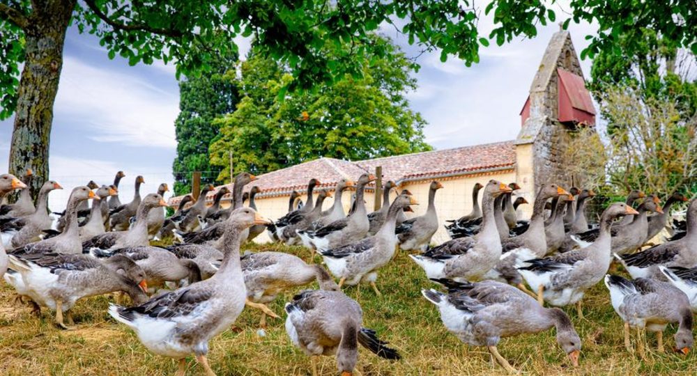 Maison Fourcade_Loubersan