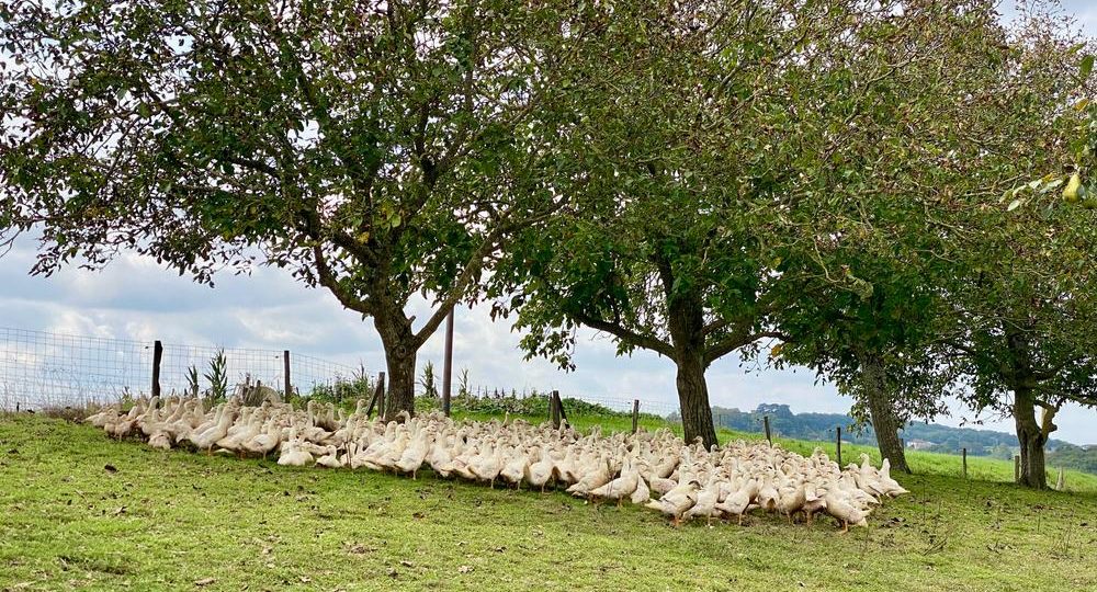 Maison Fourcade_Loubersan