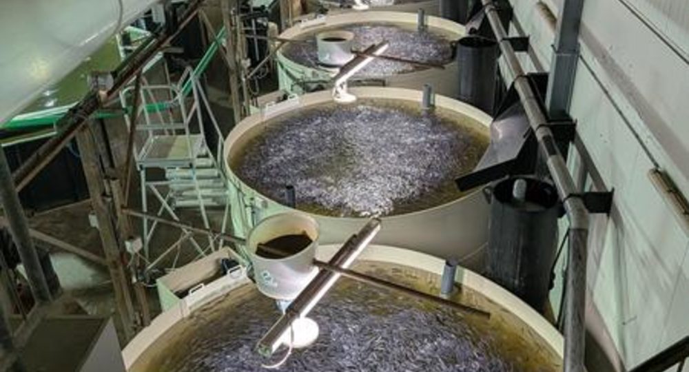 Visite de la ferme aquaponique EAUZONS !_Aux-Aussat