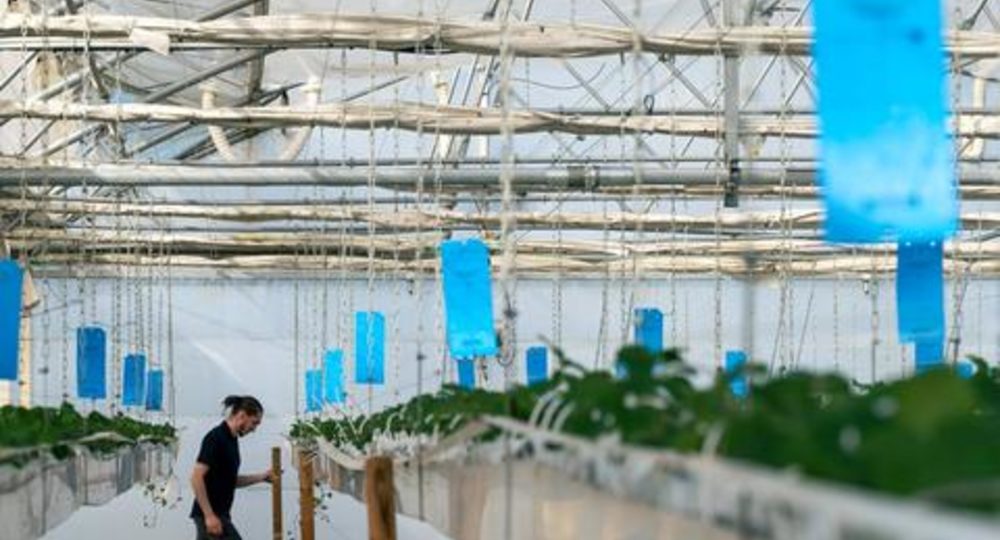 Visite de la ferme aquaponique EAUZONS !_Aux-Aussat