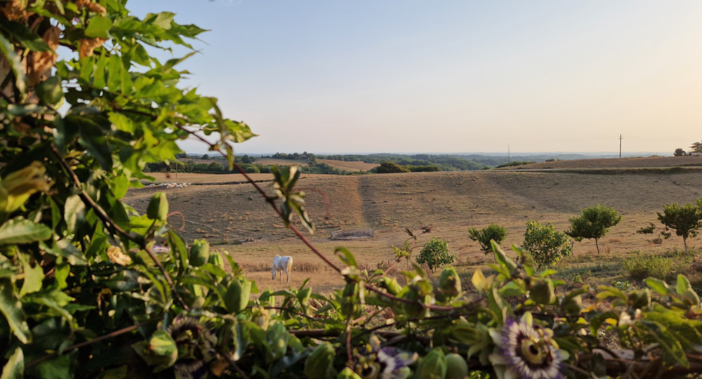 Les Aigles de Gascogne chez Betty Beef_Mascaras