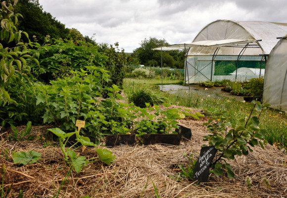 Un massif du jardin