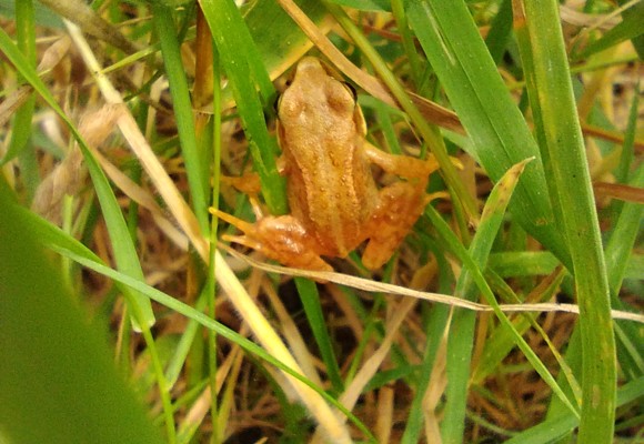 Grenouille