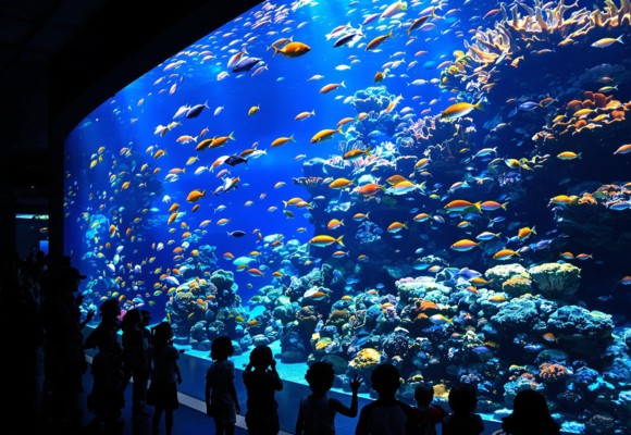 aquarium-oceanopolis-interieur