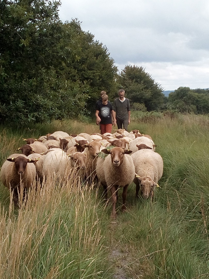 transhumance des brebis