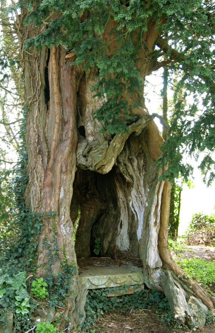 arbre remarquable If de Roudouallec - Roudouallec - crédit photo OTPRM (3)