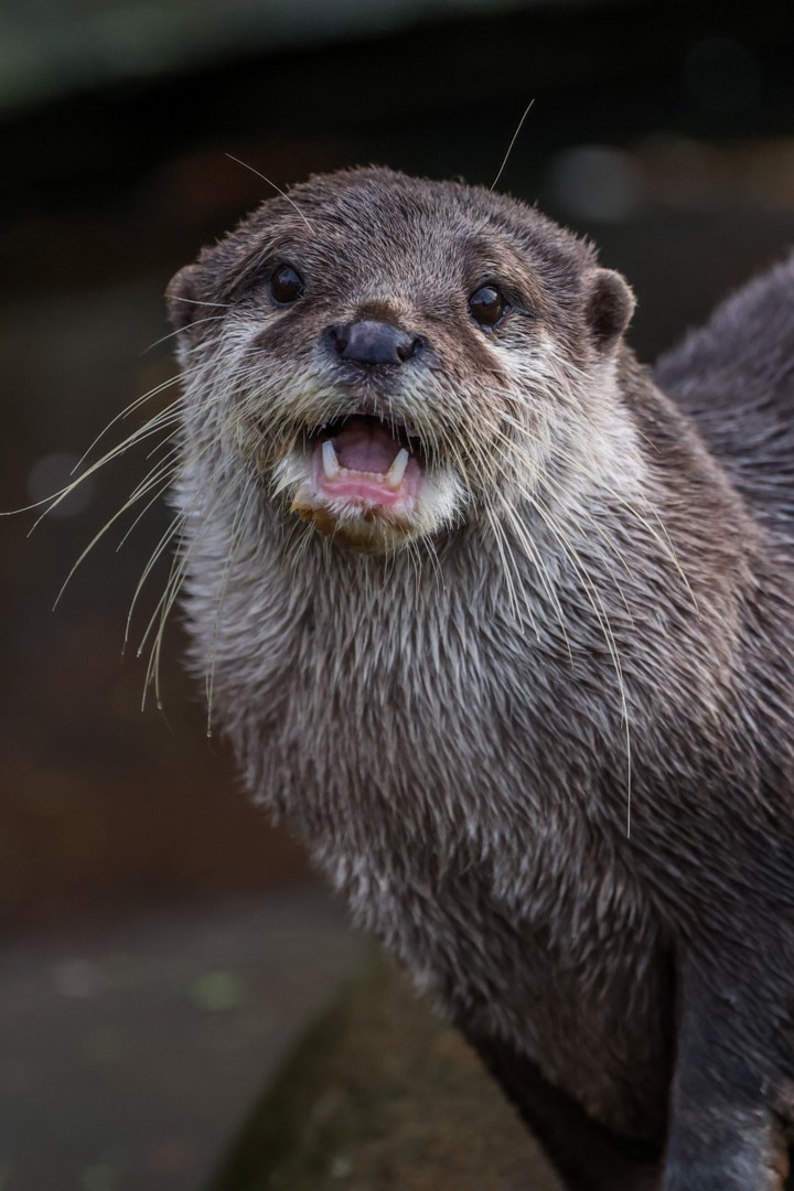 carla_manneh-otter-10029735©Carla_Manneh_Pixabay