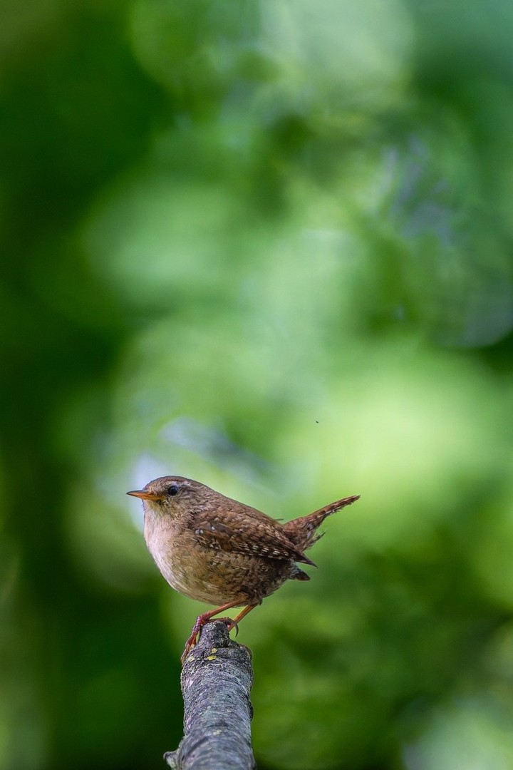 gruendercoach-eurasian-wren-10022157_1280©Siegfried_Poepperl_Pixabay